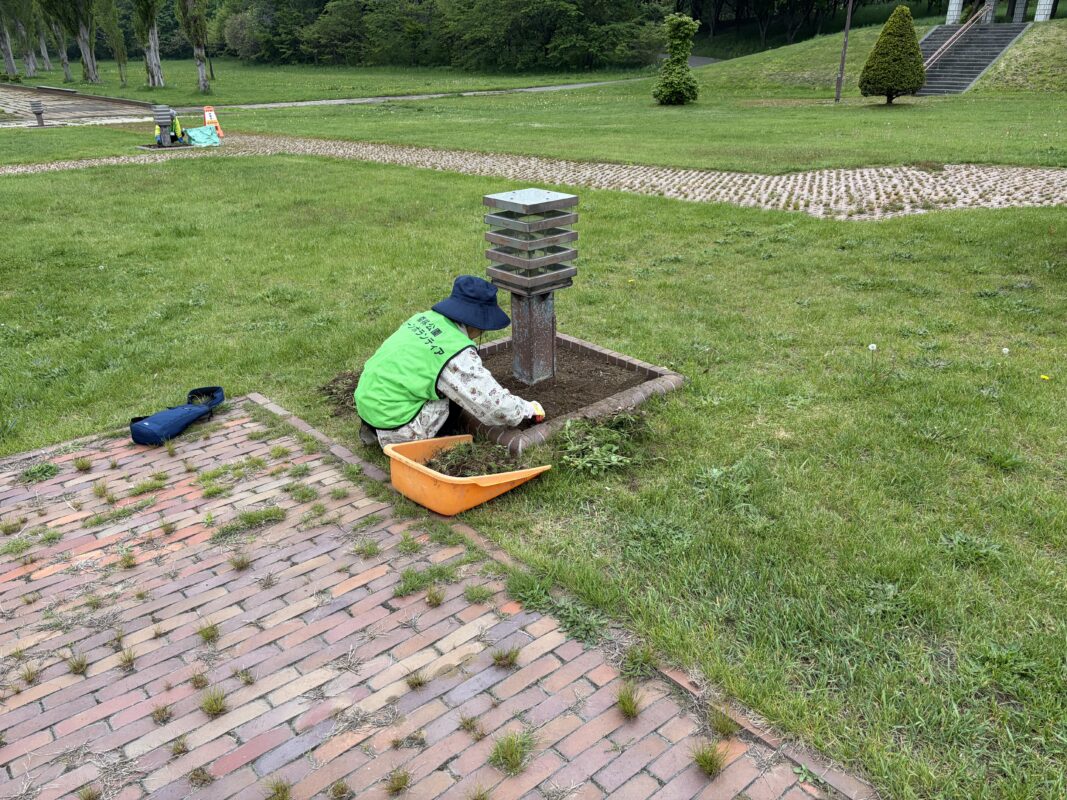 ラベンダー抜取2