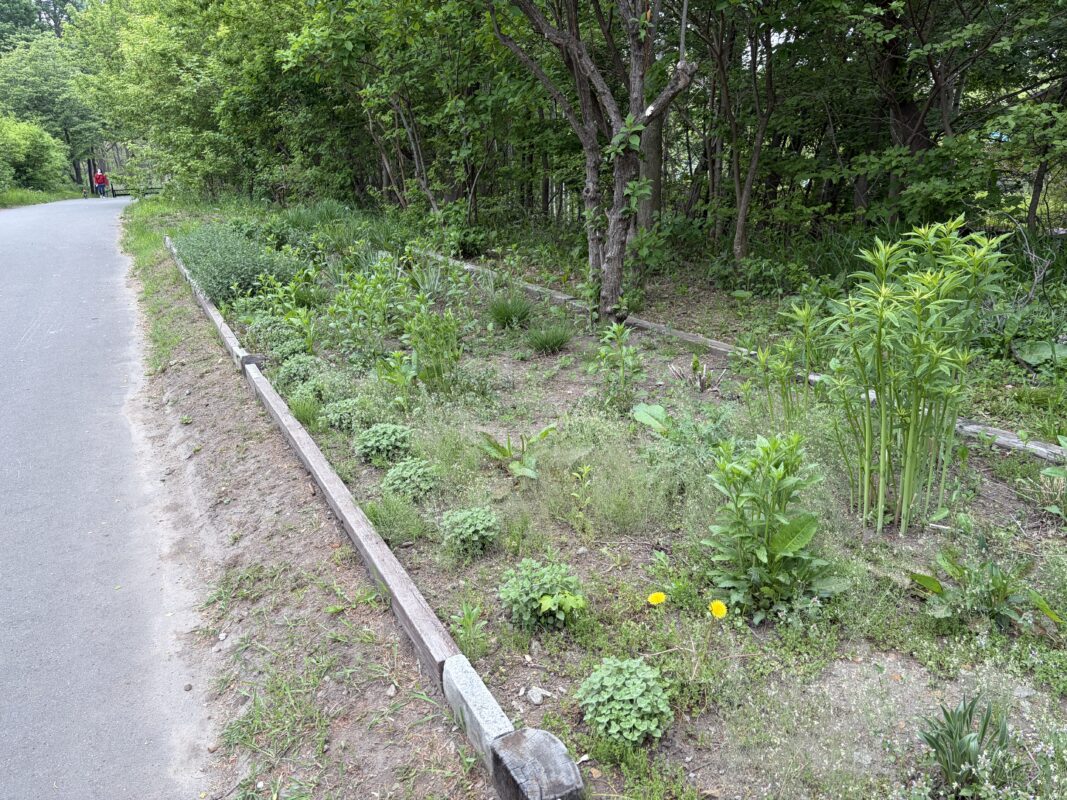 宿根草花壇
