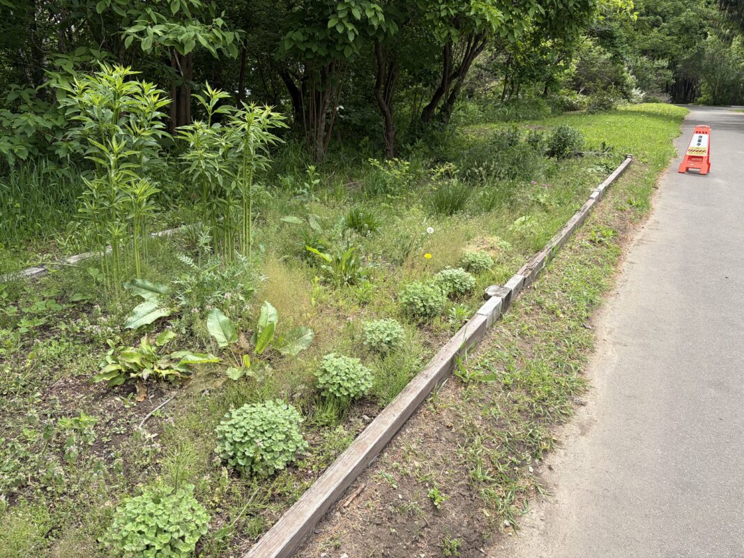 宿根草花壇 除草前