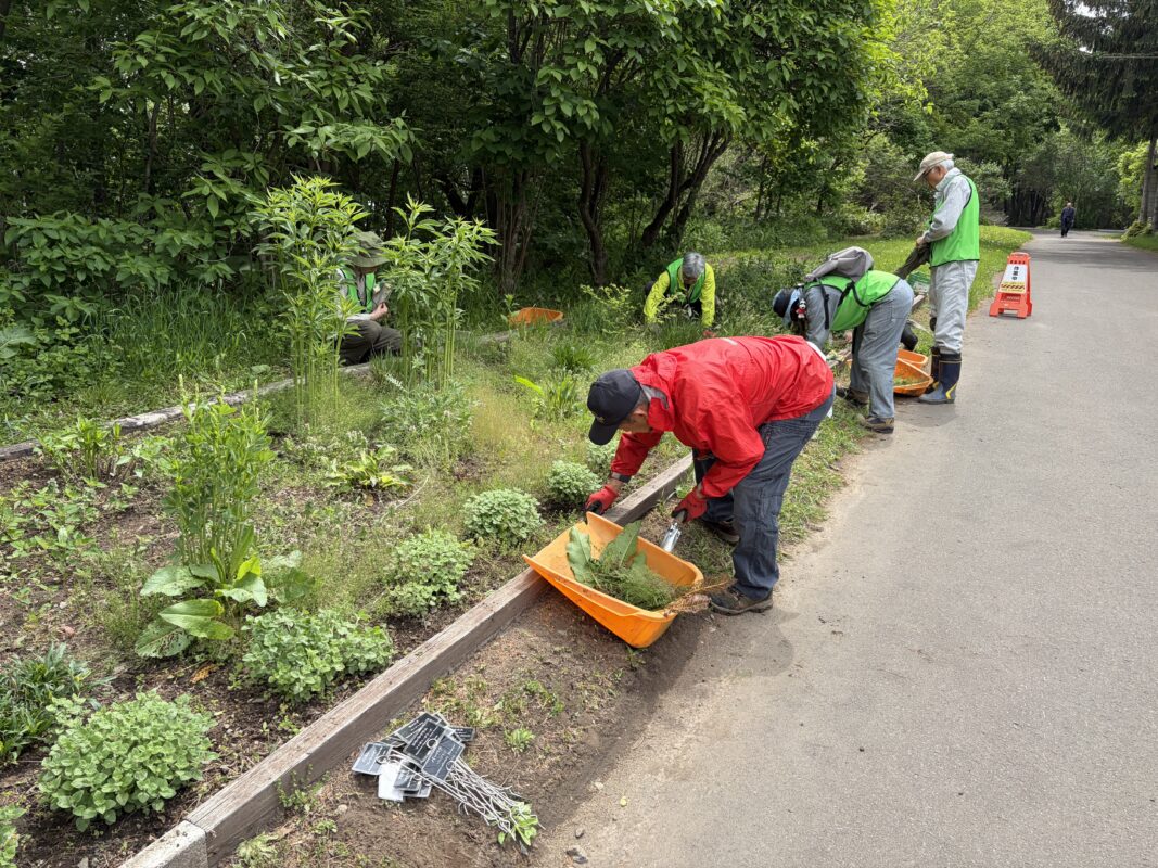 除草作業中