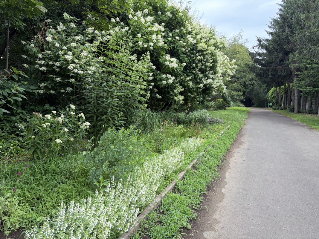 宿根草花壇作業前