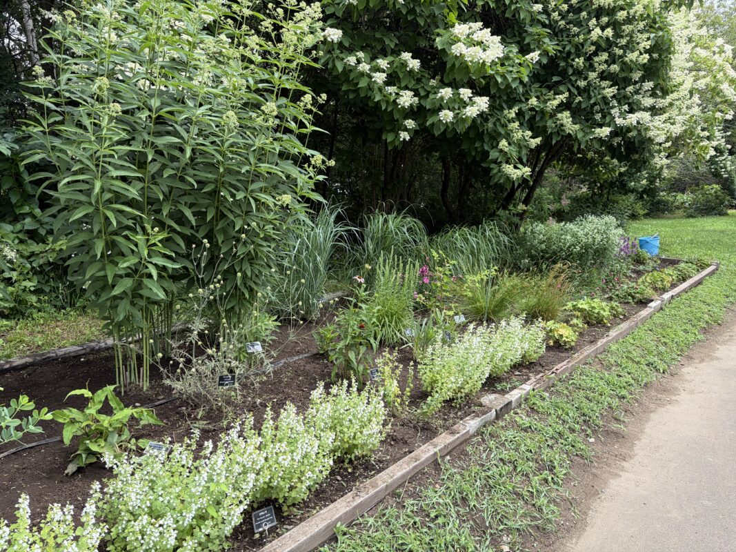 宿根草花壇除草作作業後