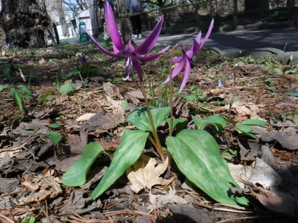 カタクリの花2輪咲く様子