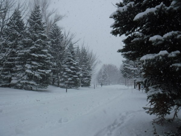 深々と雪降る園路の様子