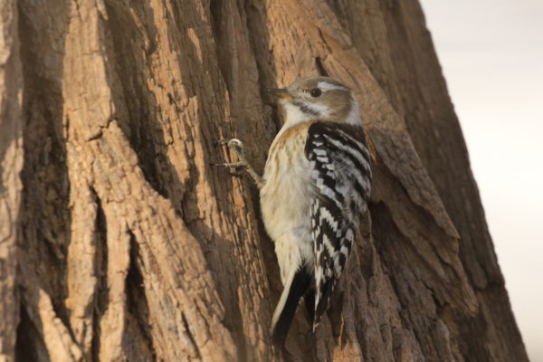 幹にとまる一匹のコゲラ