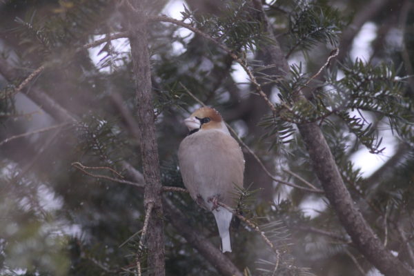イチイの枝にとまる一匹のヒメ