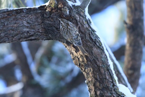 松の幹にとまるキバシリ