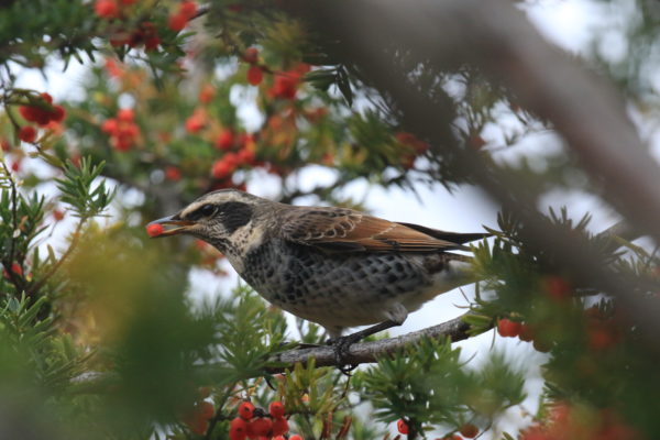 イチイの枝にとまりイチイの実を一粒ついばんでいるツグミ