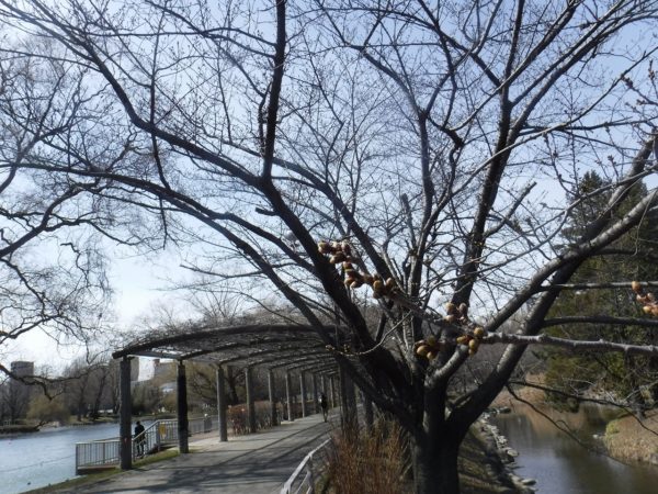 藤棚を背景に撮影した膨らんだソメイヨシノの芽
