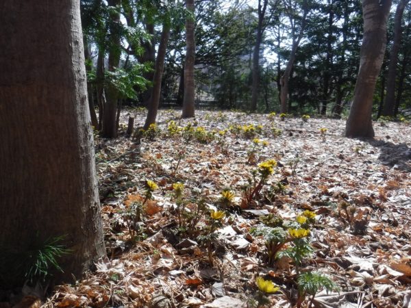 落葉の絨毯より沢山のフクジュソウが芽を出し開花している様子