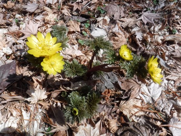 開花している4輪のフクジュソウと蕾の株