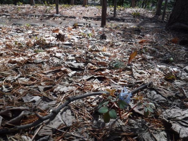 落葉の絨毯に右手前に咲く1輪のエゾエンゴサク