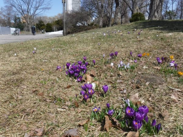 数輪かたまって咲くクロッカスの花