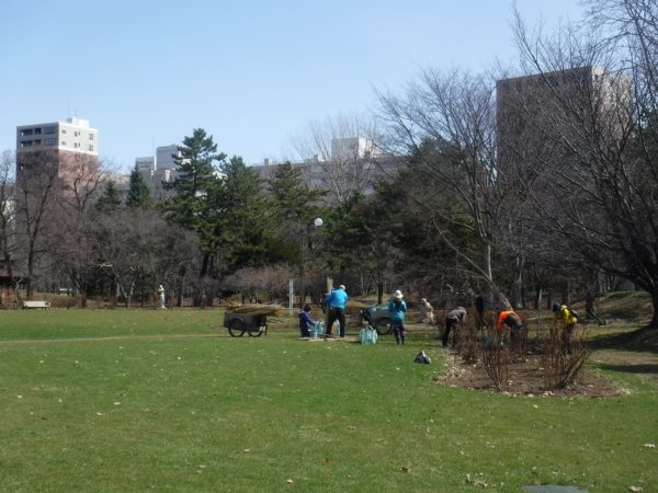 バラの冬囲いを外す6名のボランティア