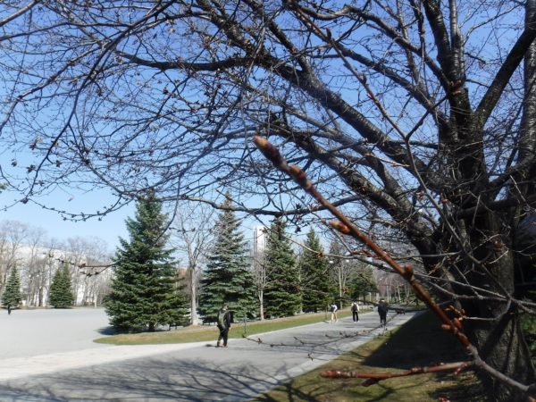 園路を背景にした、細長いエゾヤマザクラの花芽のアップ