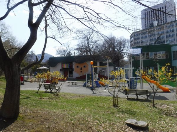 人形劇場こぐま座　遊戯広場前に開花するレンギョウ