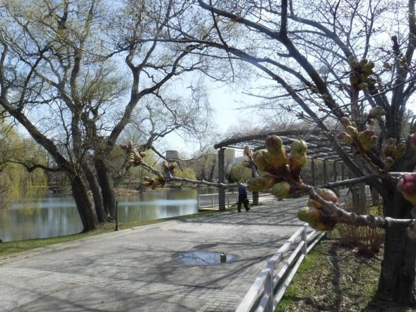 ソメイヨシノの花芽