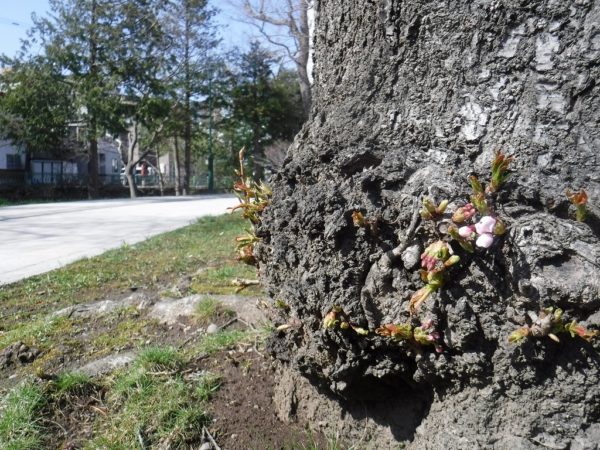 ソメイヨシノの太い幹より今にも咲きそうな胴吹き桜