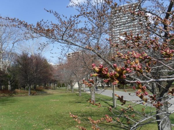 ソメイヨシノ花芽