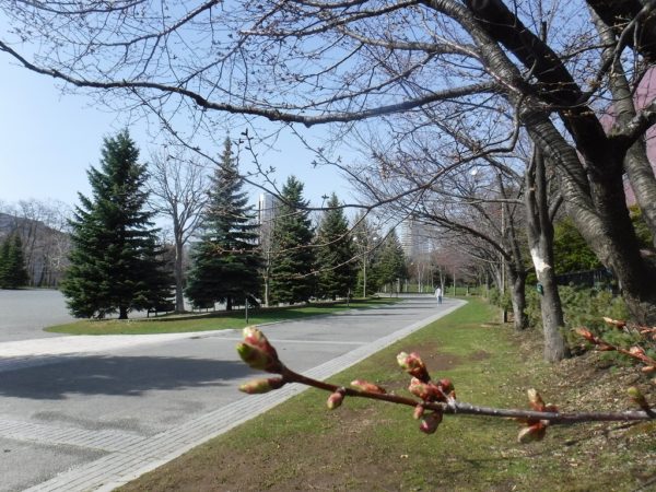 札幌市中島体育センター裏のエゾヤマ桜