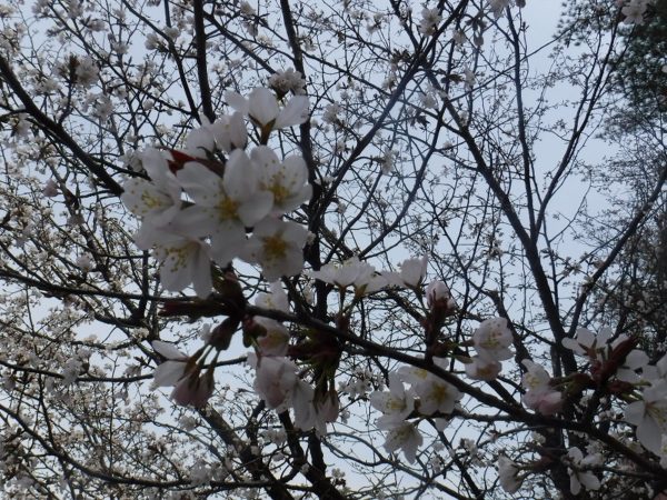 開花したエゾヤマサクラの花と枝