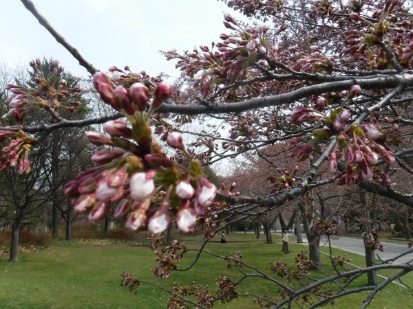 開花まじかの沢山の蕾をつけたソメイヨシノの枝先