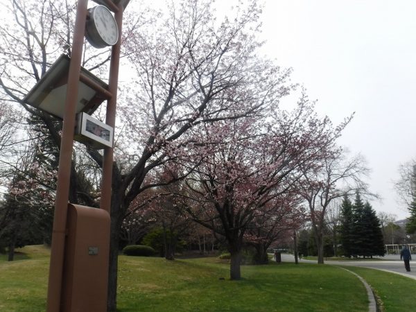 園内の外気温計と5分咲のエゾヤマザクラ