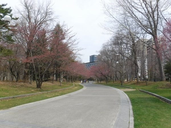 ソメイヨシノの蕾でピンク色に霞がかっている桜並木