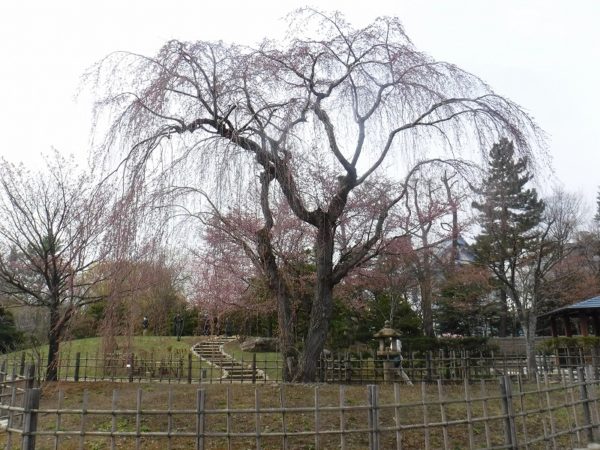 開花前のシダレザクラ全景