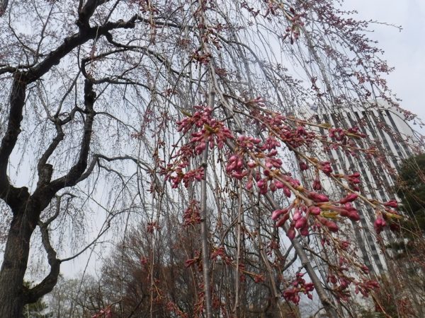 下から撮影した沢山の蕾をつけたシダレザクラの枝