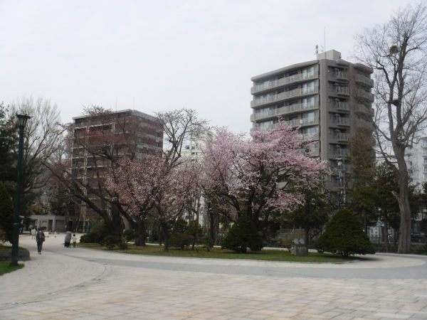 豊平館前の5分咲エゾヤマザクラの全景