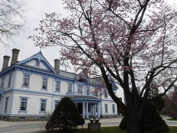 豊平館を背景にした、5部咲きエゾヤマザクラ