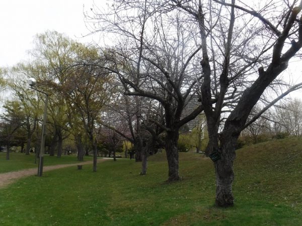 遠目から撮影した3本のヤエザクラ　