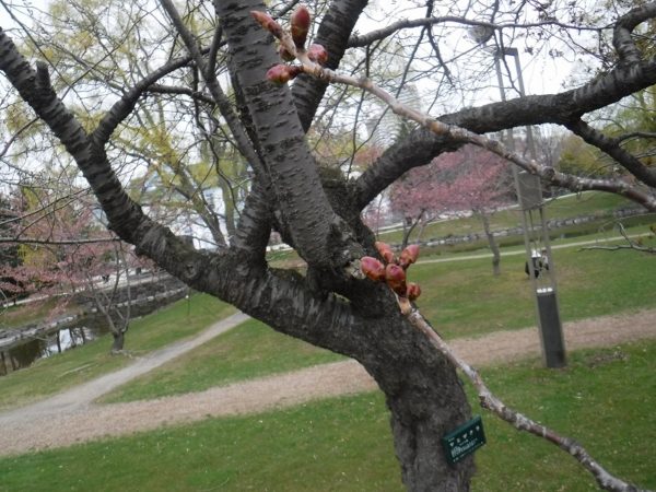楕円形に膨らんだ八重桜の蕾