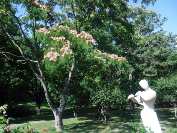 笛を吹く少女とネムノキ