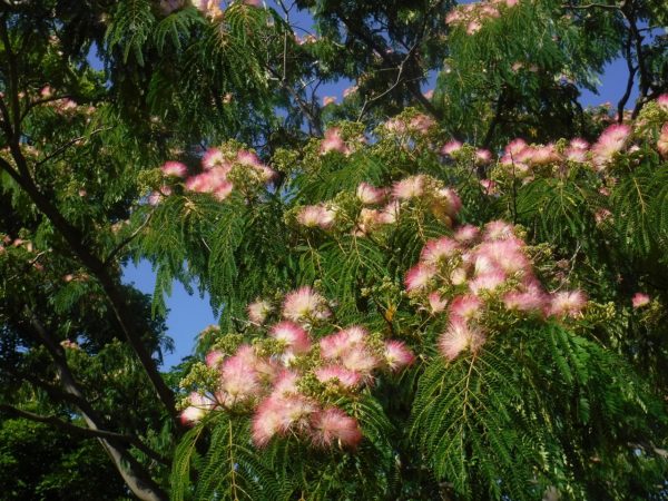青空と開花中のネムノキ