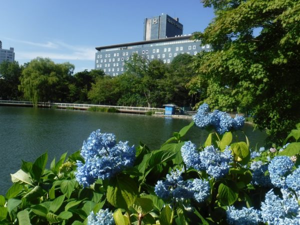 しおれ気味の紫陽花とパークホテル背景