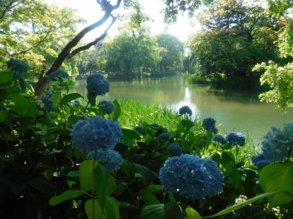 アジサイと菖蒲池