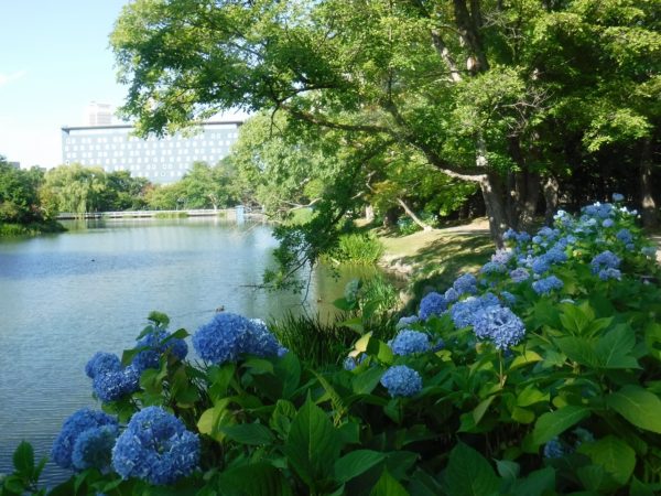 菖蒲池淵回り咲くブルーの紫陽花