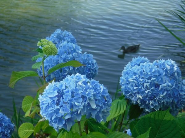 カモの泳ぐ菖蒲池を背景にしたアジサイ