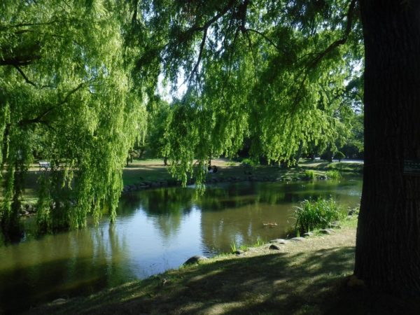 菖蒲池と水面にし垂れる柳の枝