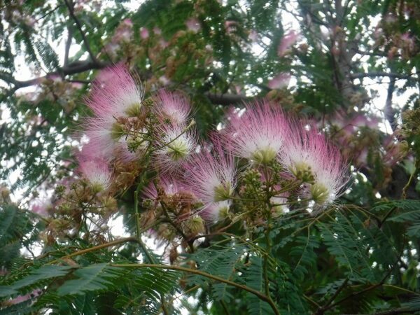 10輪ほど固まって咲く、ピンク色のネムノキの花のアップ写真。30本の雄しべと1本の雌しべからできている。