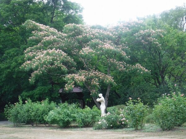 開花中のネムノキと、石像「笛を吹く少女」