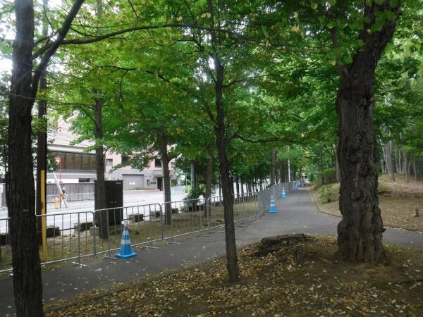 中島公園内側から撮影した豊水通り