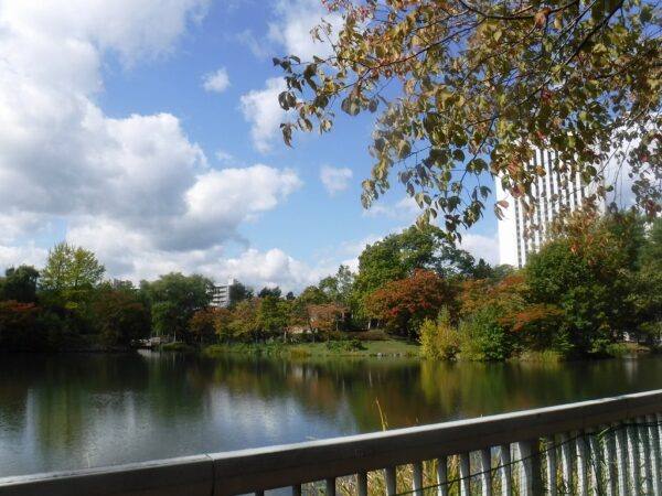 菖蒲池と色好き始めた樹木