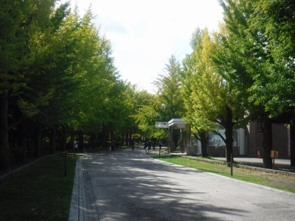 葉がまだ黄緑色のイチョウ並木