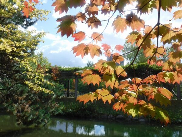 太陽の光を透かした朱色のモミジの葉