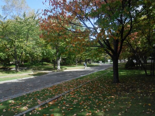 エゾヤマザクラと株元に広がる赤や黄色の落葉