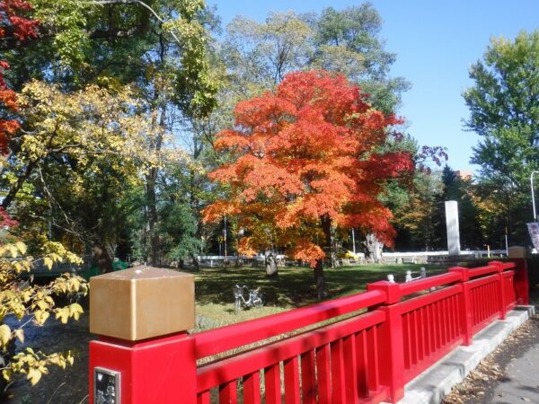 護国神社の赤い欄干とオレンジに紅葉したヤマモミジ