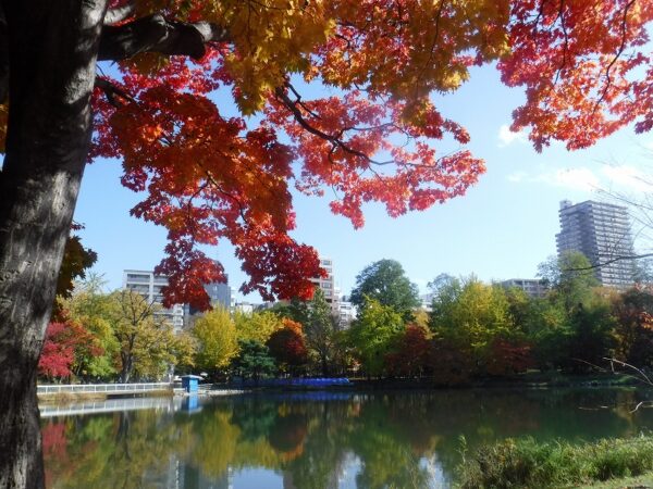 赤く色づいたヤマモミジと菖蒲池